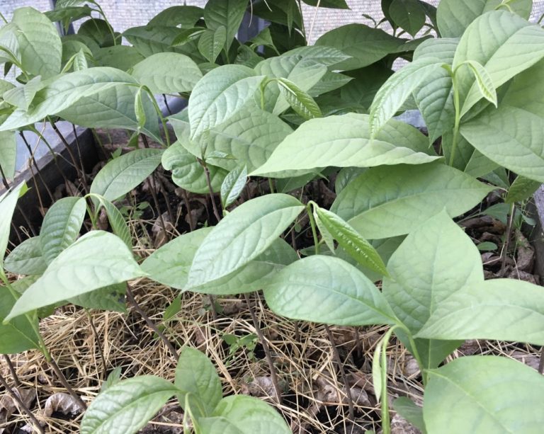 Growing Pawpaws from Seed – Mountain Jewel