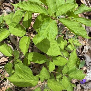 Ginseng & Goldenseal Cultivation Workshop 10/9/26