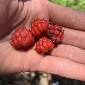 Deep Dive Goldenseal Workshop 9/26/26